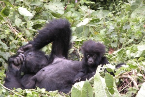 Mother and baby Mountain Gorilla - Rwanda